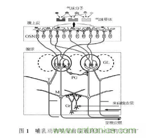 仿生傳感器的定義、原理、分類及應(yīng)用