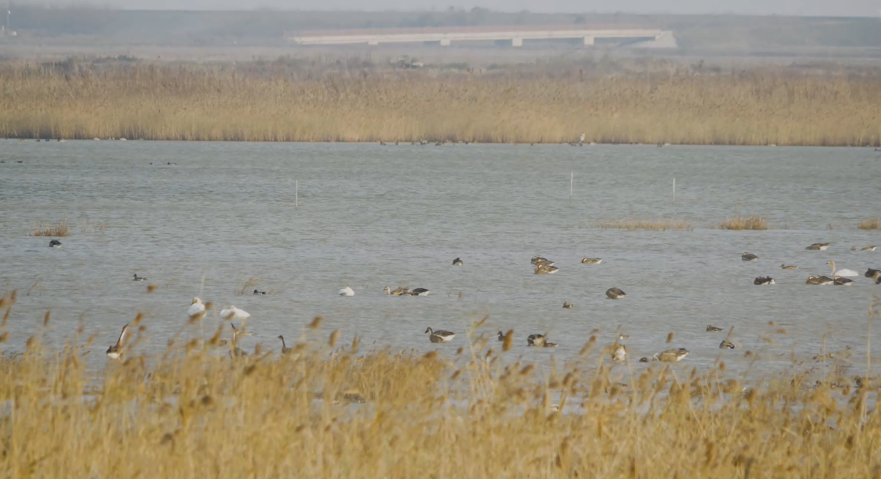 世界濕地日：?？低晹y手一個地球自然基金會，在上海守護(hù)這個重要“驛站”