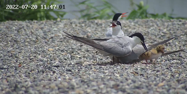 世界濕地日：?？低晹y手一個地球自然基金會，在上海守護(hù)這個重要“驛站”