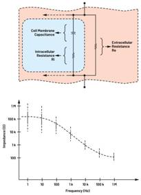  圖3.人體皮膚的三種主要RC分層模型：(a) Tregear、(b) Lykken、(c) Montague